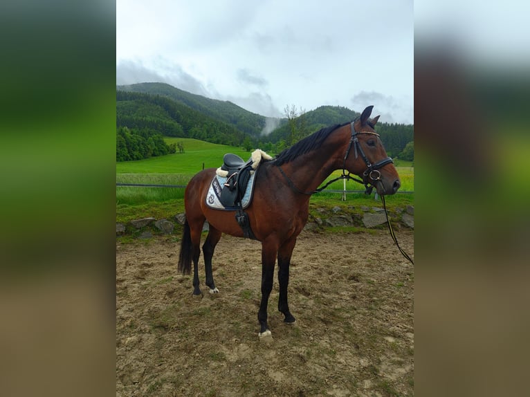 KWPN Stallion 4 years 16,1 hh Brown in Brettl