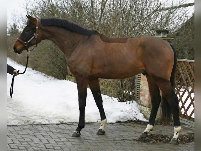 KWPN Stallion 4 years 16,2 hh Bay in Romania