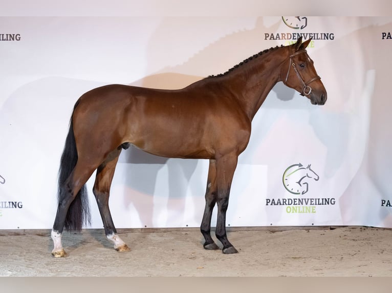 KWPN Stallion 4 years 16,2 hh Brown in Heerde