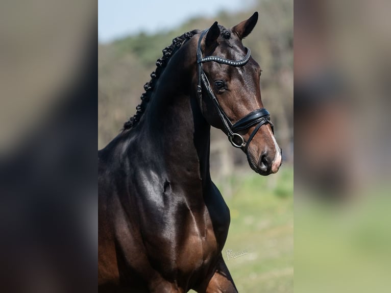 KWPN Stallion 4 years 16,2 hh in Peer