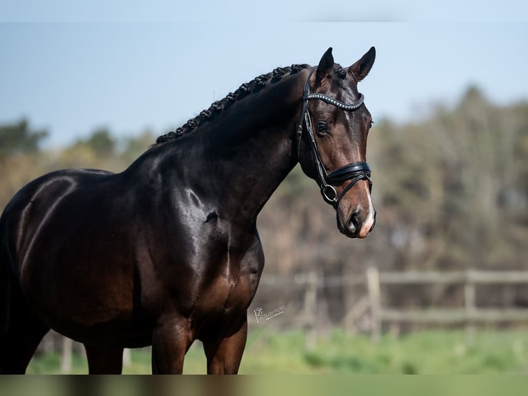 KWPN Stallion 4 years 16,2 hh in Peer