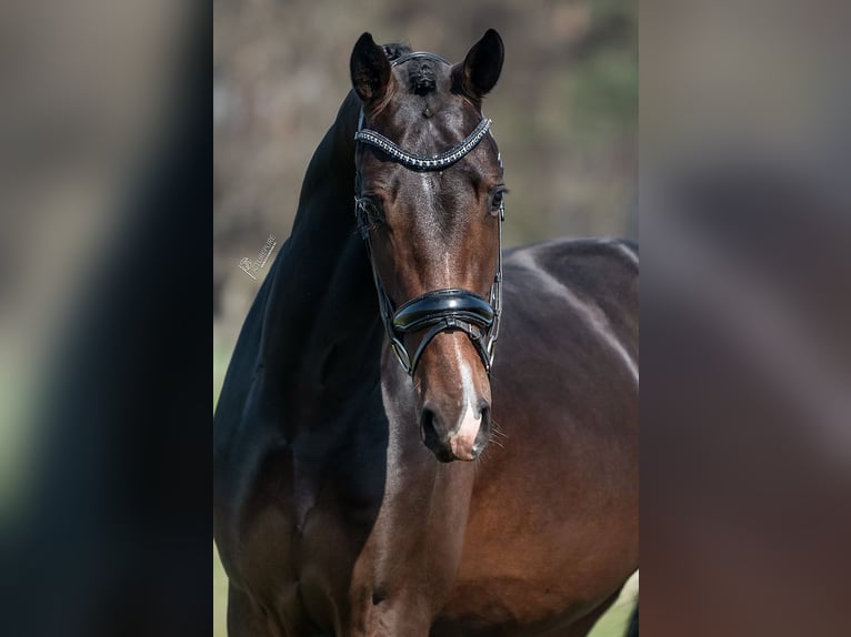 KWPN Stallion 4 years 16,2 hh in Peer