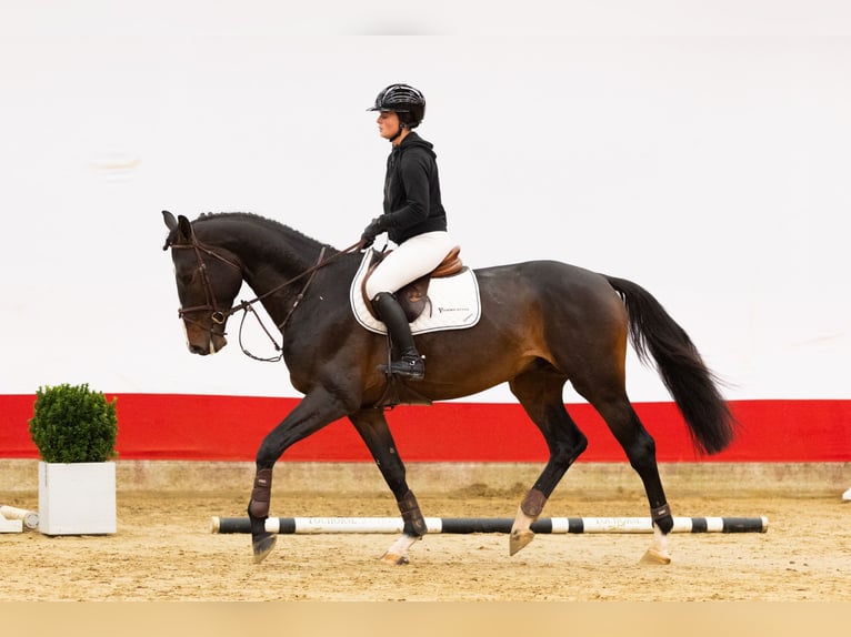 KWPN Stallion 4 years 16,2 hh Smoky-Black in Waddinxveen