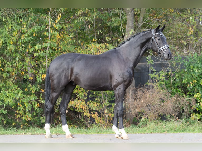 KWPN Stallion 4 years 16,3 hh Black in Oosterhout