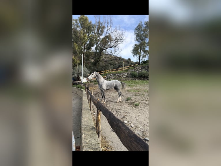 KWPN Stallion 4 years 16,3 hh Gray in Roccella Ionica