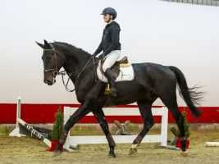 KWPN Stallion 4 years 17,1 hh Bay-Dark in Waddinxveen