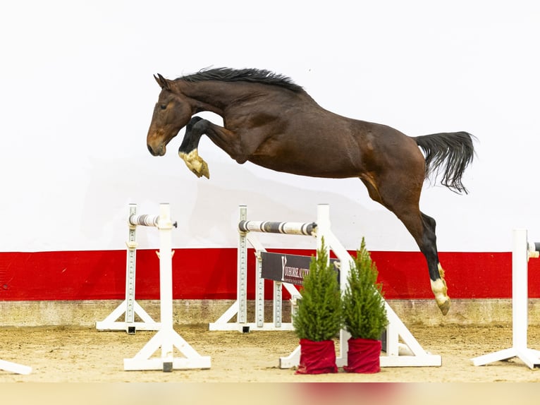 KWPN Stallion 4 years 17 hh Brown in Waddinxveen