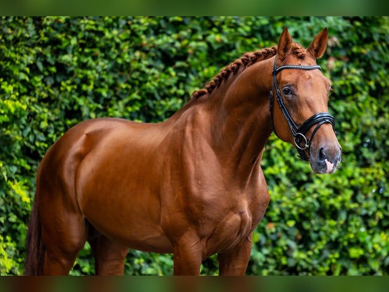 KWPN Stallion 4 years 17 hh Chestnut-Red in Veghel