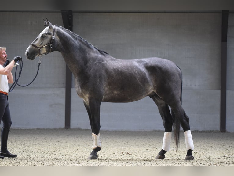 KWPN Stallion 4 years 17 hh Gray-Dark-Tan in Courrière