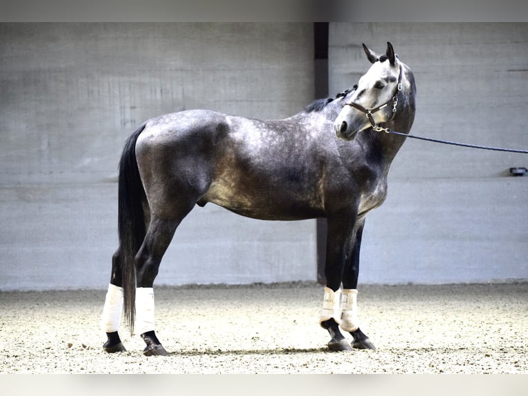 KWPN Stallion 4 years 17 hh Gray-Dark-Tan in Courrière