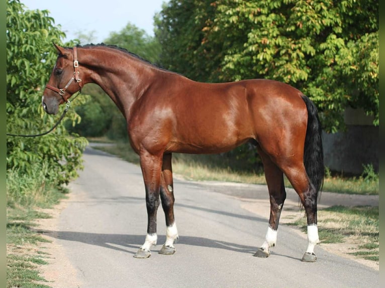 KWPN Stallion 4 years Bay in Kecskemet