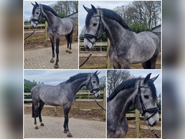 KWPN Stallion 4 years Grey in Den Ham