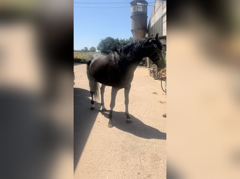 KWPN Stallion 5 years 15.2 hh Smoky-Black in Bocholt
