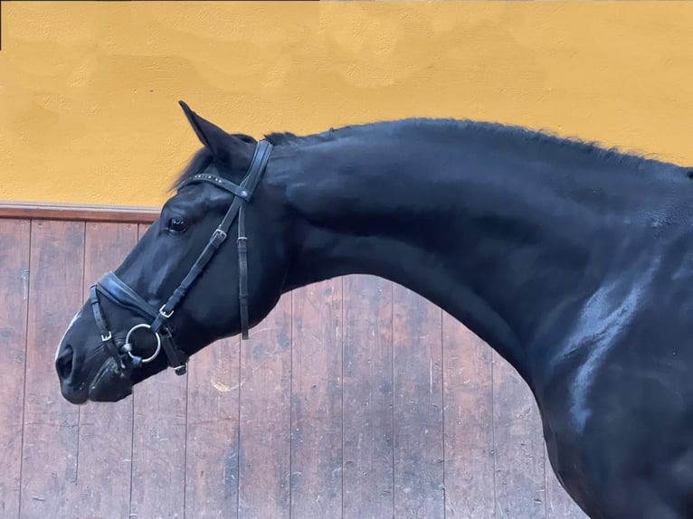 KWPN Stallion 5 years 16,1 hh Black in camarma