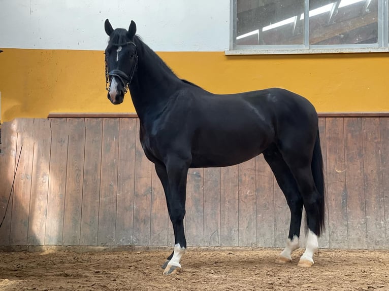 KWPN Stallion 5 years 16,1 hh Black in camarma