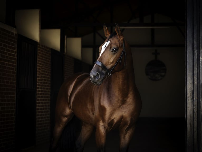 KWPN Mix Stallion 5 years 16.1 hh Brown-Light in LA CABRERA