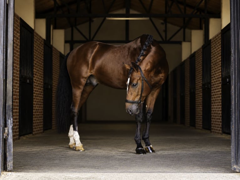 KWPN Mix Stallion 5 years 16.1 hh Brown-Light in LA CABRERA