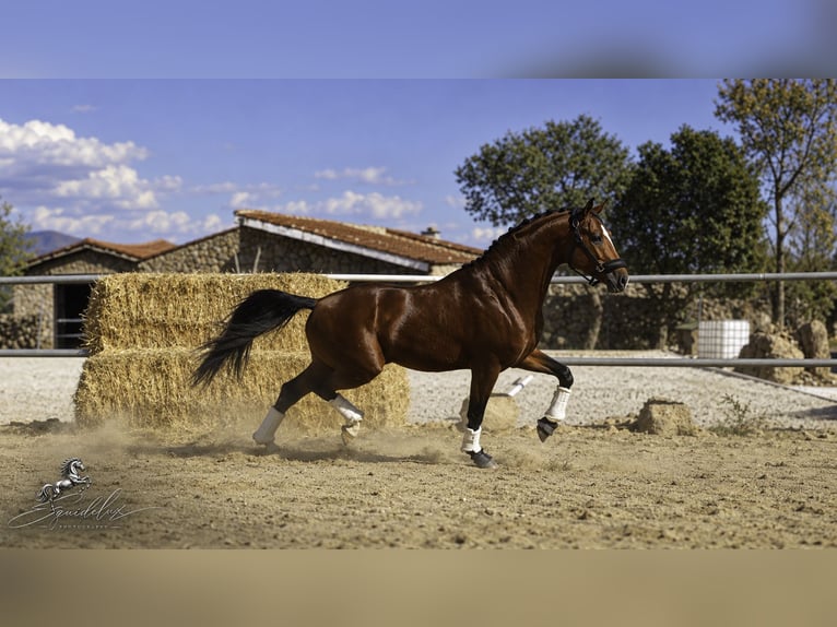KWPN Mix Stallion 5 years 16.1 hh Brown-Light in LA CABRERA