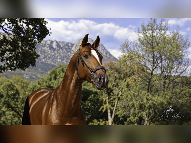 KWPN Mix Stallion 5 years 16.1 hh Brown-Light in LA CABRERA