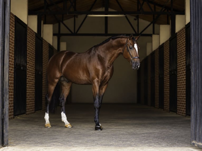 KWPN Mix Stallion 5 years 16.1 hh Brown-Light in LA CABRERA