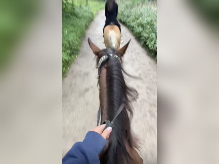 KWPN Mix Stallion 5 years 16,1 hh Brown in Langgöns