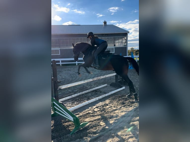 KWPN Mix Stallion 5 years 16,1 hh Brown in Langgöns