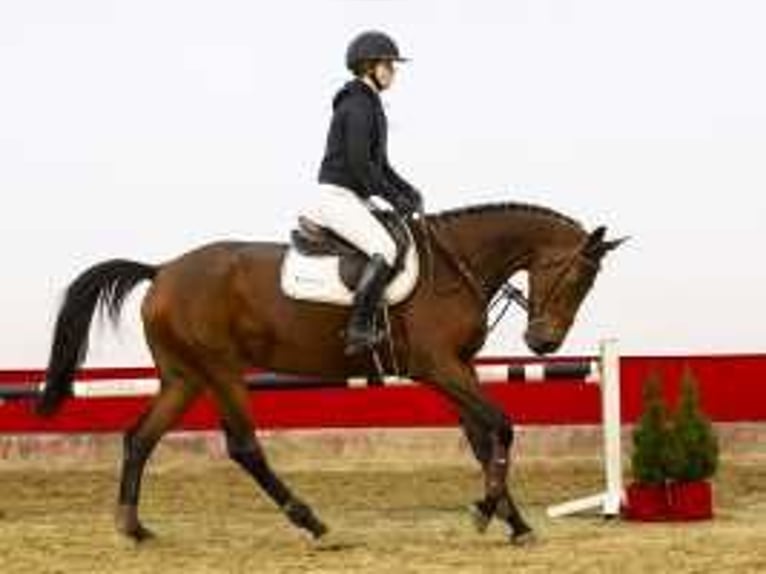 KWPN Stallion 5 years 16,1 hh Brown in Waddinxveen