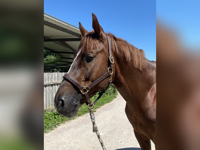 KWPN Stallion 5 years 16,1 hh Chestnut in GROTE-BROGEL