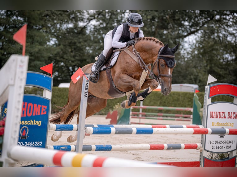 KWPN Stallion 5 years 16,1 hh Chestnut in GROTE-BROGEL