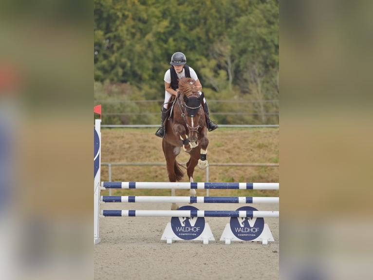 KWPN Stallion 5 years 16,1 hh Chestnut in GROTE-BROGEL