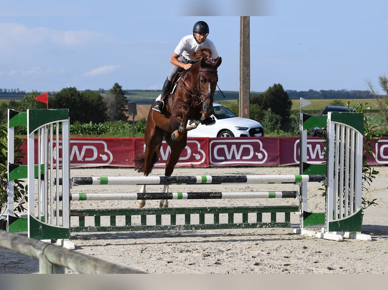 KWPN Stallion 5 years 16,1 hh Chestnut in GROTE-BROGEL