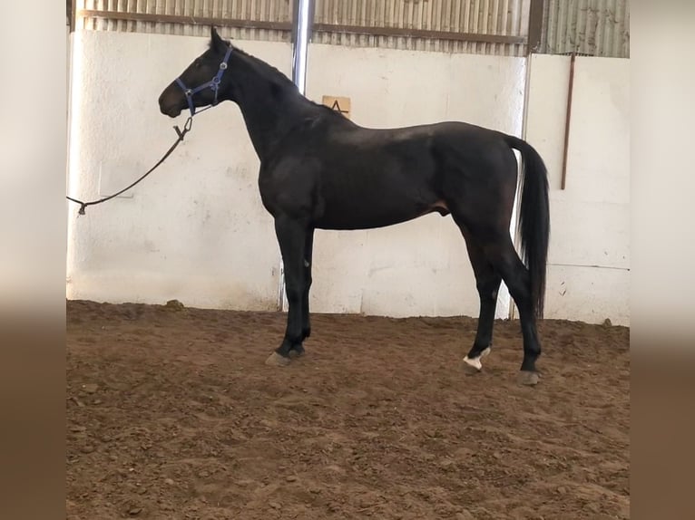 KWPN Stallion 5 years 16,2 hh Black in Békéscsaba