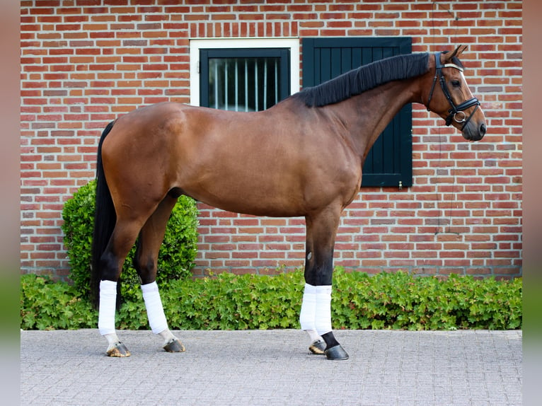 KWPN Stallion 5 years 16,2 hh Brown in Rees