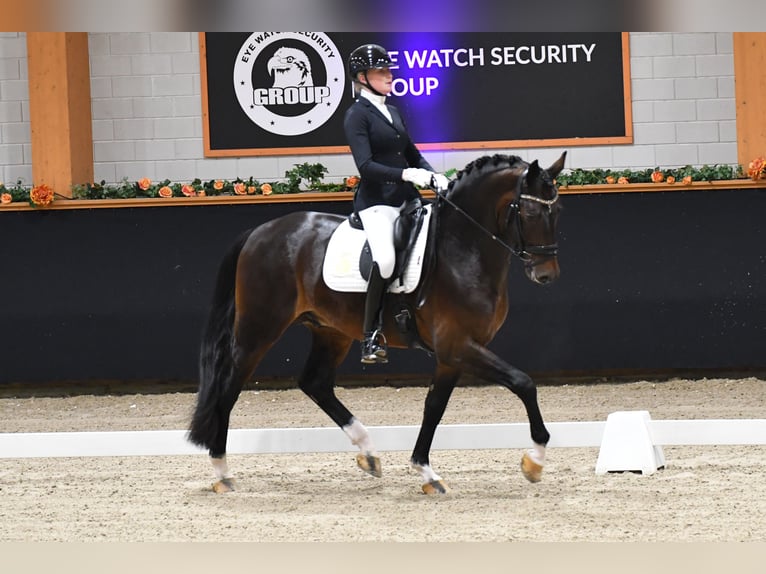 KWPN Stallion 5 years 16,2 hh Chestnut-Red in Aalsmeer