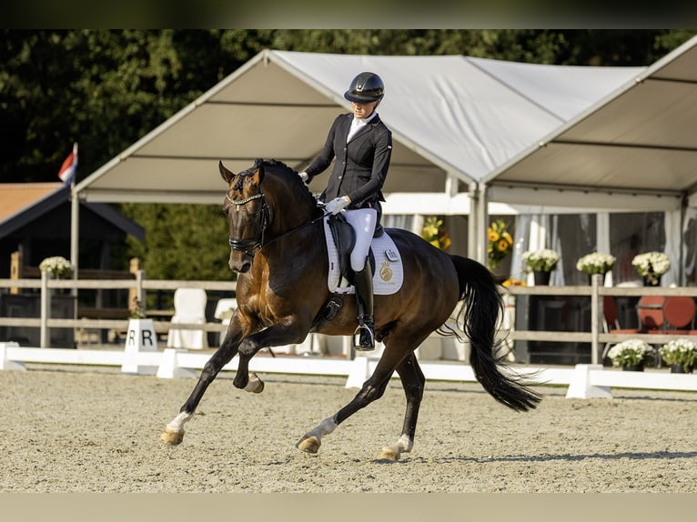 KWPN Stallion 5 years 16,2 hh Chestnut-Red in Aalsmeer