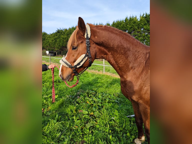 KWPN Stallion 5 years 16,2 hh Chestnut-Red in Bocholt