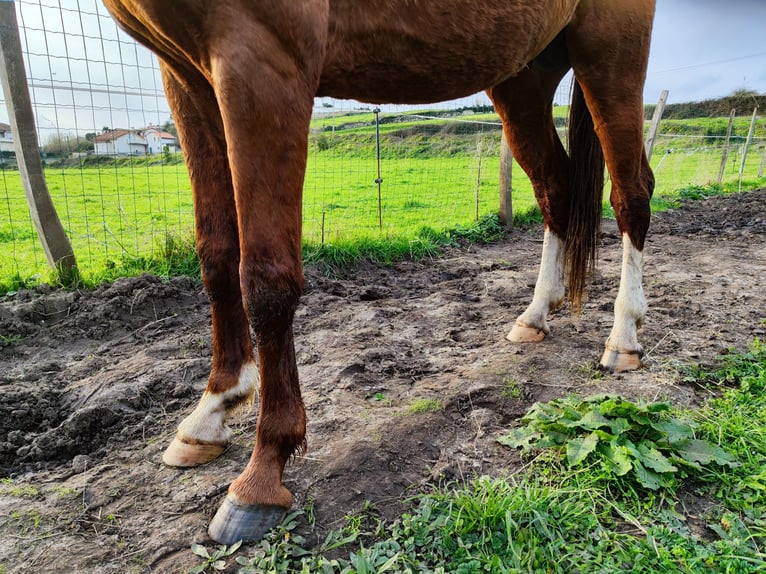 KWPN Stallion 5 years 16,2 hh Chestnut-Red in Bocholt