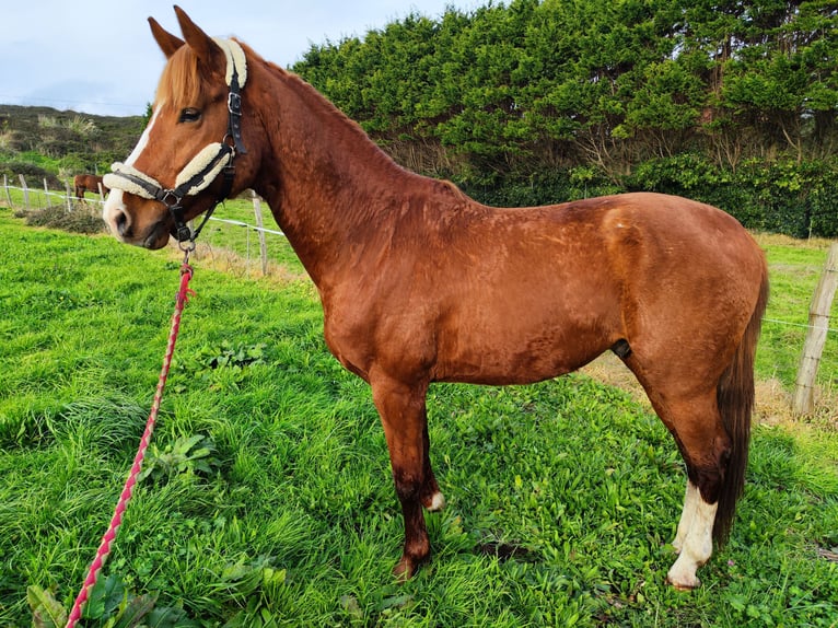 KWPN Stallion 5 years 16,2 hh Chestnut-Red in Bocholt