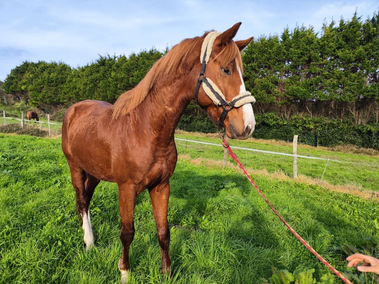 KWPN Stallion 5 years 16,2 hh Chestnut-Red in Bocholt