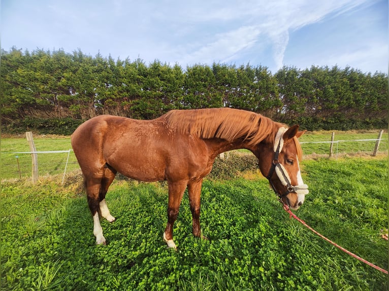 KWPN Stallion 5 years 16,2 hh Chestnut-Red in Bocholt