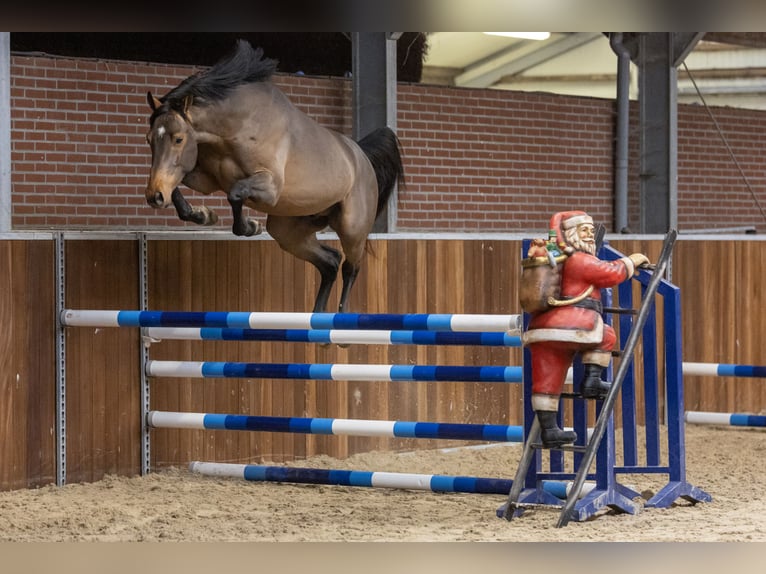 KWPN Stallion 5 years 16 hh Brown in GROTE-BROGEL