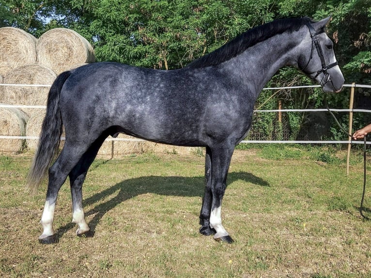 KWPN Stallion 5 years 16,1 hh Grey-Dapple in B&#xE9;k&#xE9;s