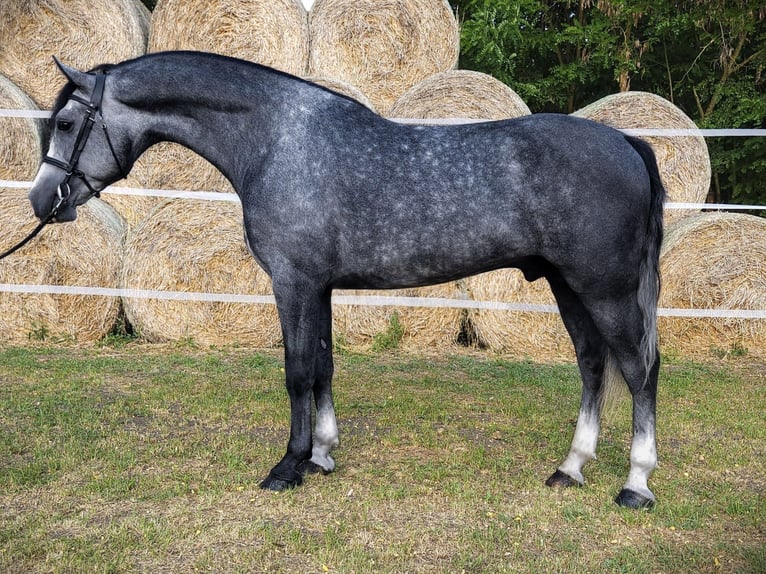 KWPN Stallion 5 years 16,1 hh Grey-Dapple in B&#xE9;k&#xE9;s