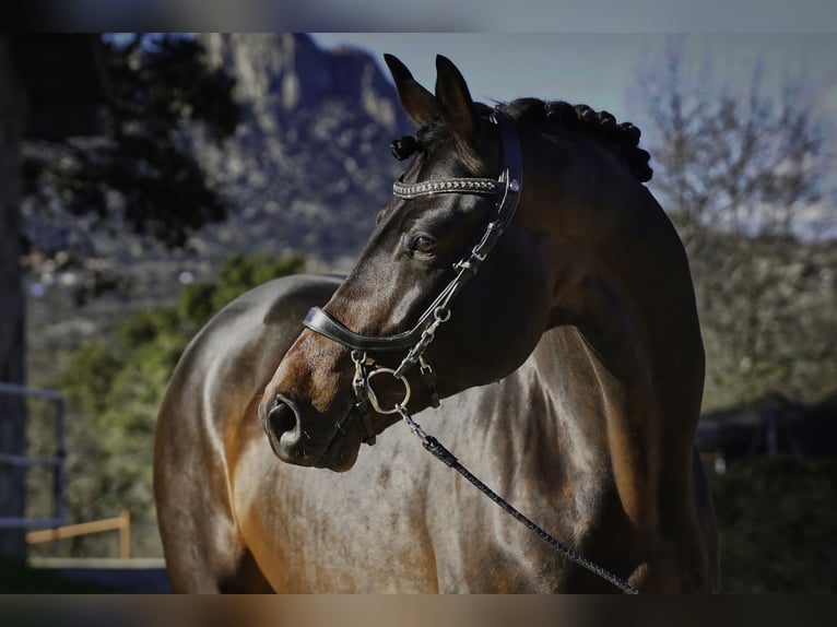 KWPN Stallion 5 years 17.1 hh Bay-Dark in La Cabrera