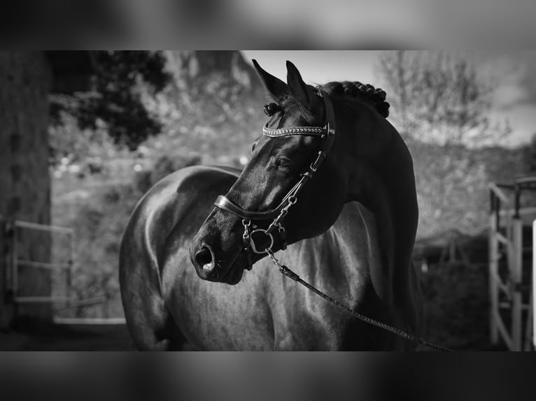 KWPN Stallion 5 years 17.1 hh Bay-Dark in La Cabrera