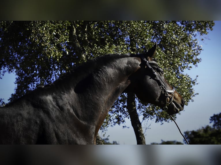 KWPN Stallion 5 years 17.1 hh Bay-Dark in La Cabrera