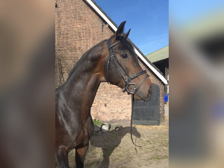 KWPN Stallion 5 years 17.1 hh Bay-Dark in Werkhoven