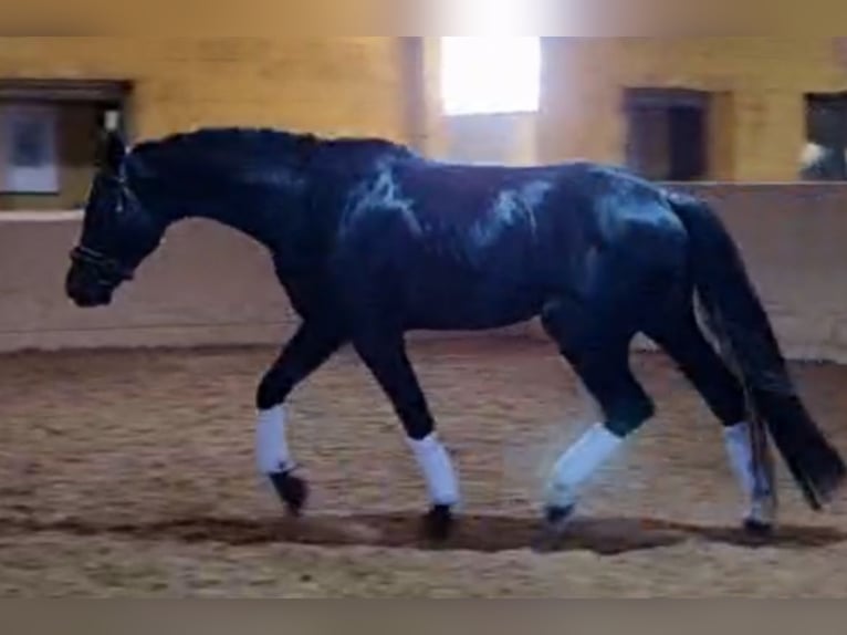 KWPN Stallion 5 years 17 hh Black in Palencia