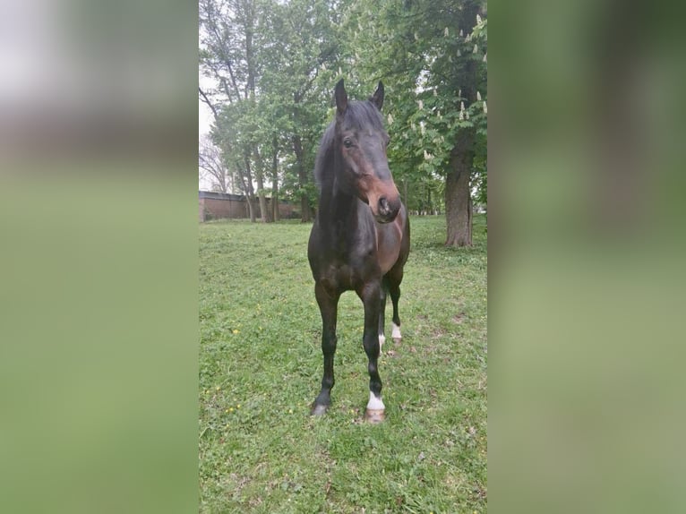 KWPN Stallion 5 years 17 hh Brown in Opoczno