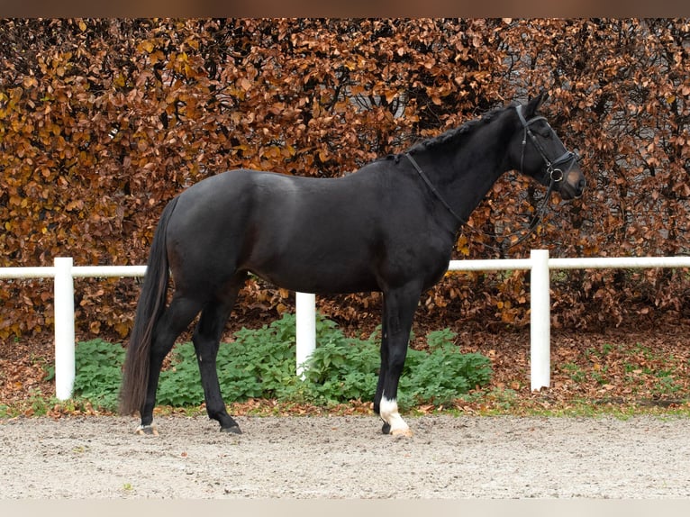 KWPN Stallion 5 years 17 hh Smoky-Black in Aachen